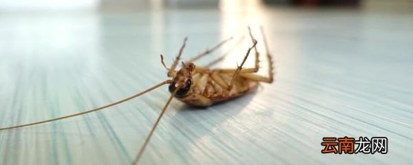 蟑螂咬人怎么办 被蟑螂咬了怎么办
