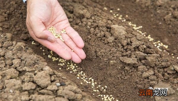 谷雨前后种瓜点豆还是清明前后种瓜点豆 谷雨前后种瓜点豆和清明前后种瓜点豆哪个对