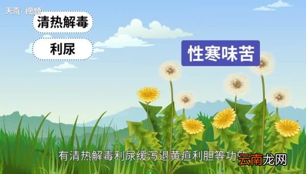 蒲公英茶哪些人不宜喝蒲公英茶禁忌