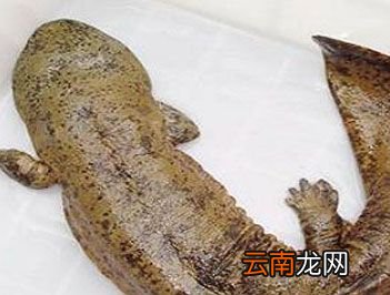世界上最大的两栖动物是什么？