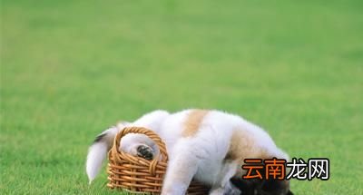 动物为什么不会迷失方向？