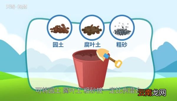 玉树怎么养 玉树的种植方法