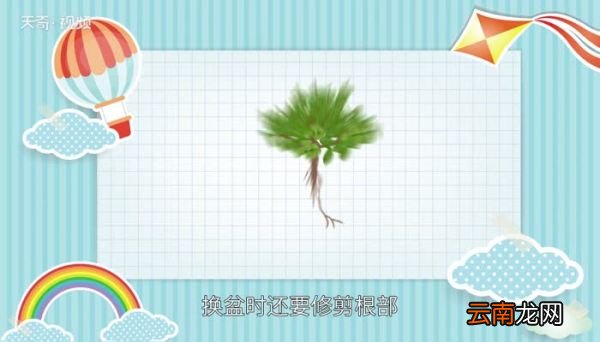 玉树怎么养 玉树的种植方法