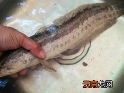 乌鱼怎么处理干净