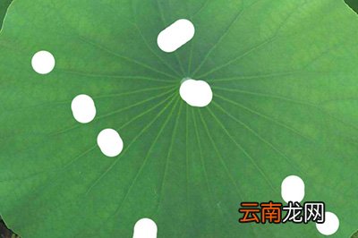 PS水滴效果如何做？水滴效果做法介绍