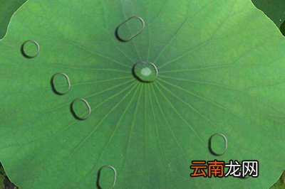 PS水滴效果如何做？水滴效果做法介绍