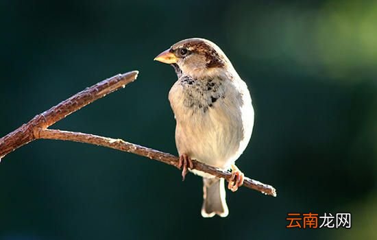 麻雀来家里做窝的寓意 麻雀来家里做窝是什么意思