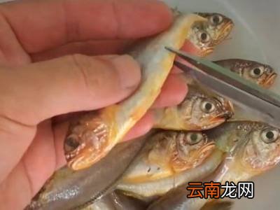 安康鱼怎么处理干净