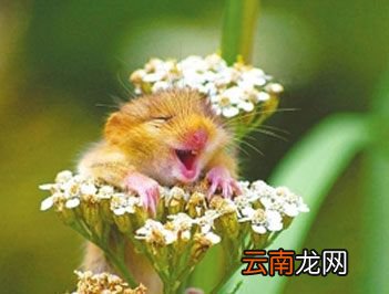 世界上冬眠时间最长的动物是什么？