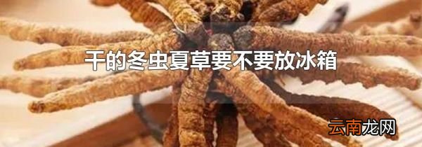 干的冬虫夏草要不要放冰箱