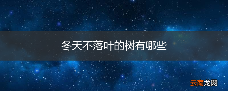 冬天不落叶的树有哪些