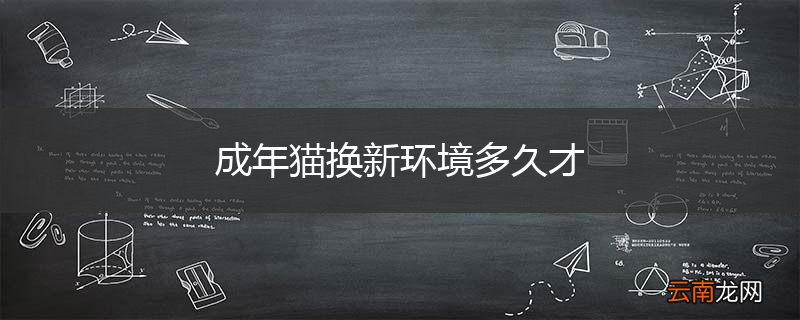 成年猫换新环境多久才