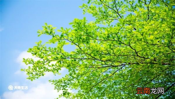 立夏是哪天 立夏是什么时候