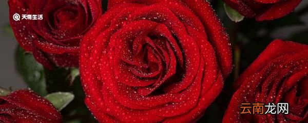 红玫瑰花语 红玫瑰的花语是什么