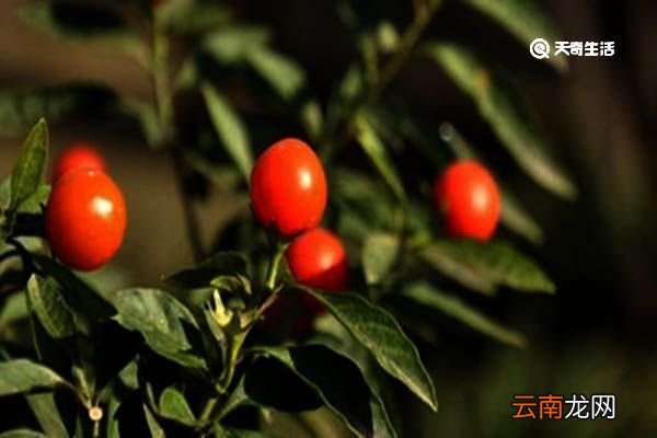 珊瑚樱的功效与作用 珊瑚樱的功效