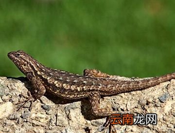 壁虎断尾后可以长出和原来一样的尾巴吗？