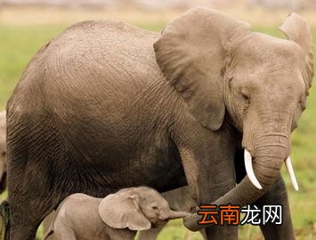 怀孕期最长的哺乳动物是什么？