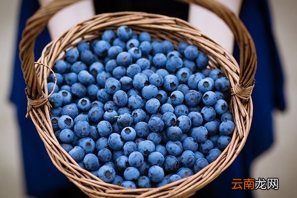 蓝莓功效 蓝莓有什么作用