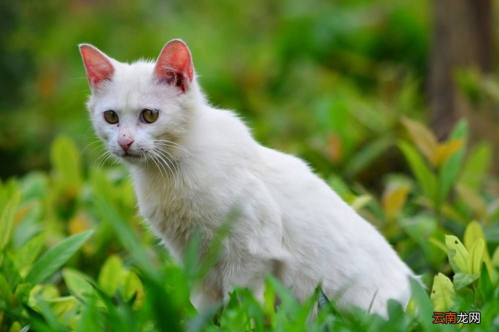 白猫和黑猫能不能生出灰猫？