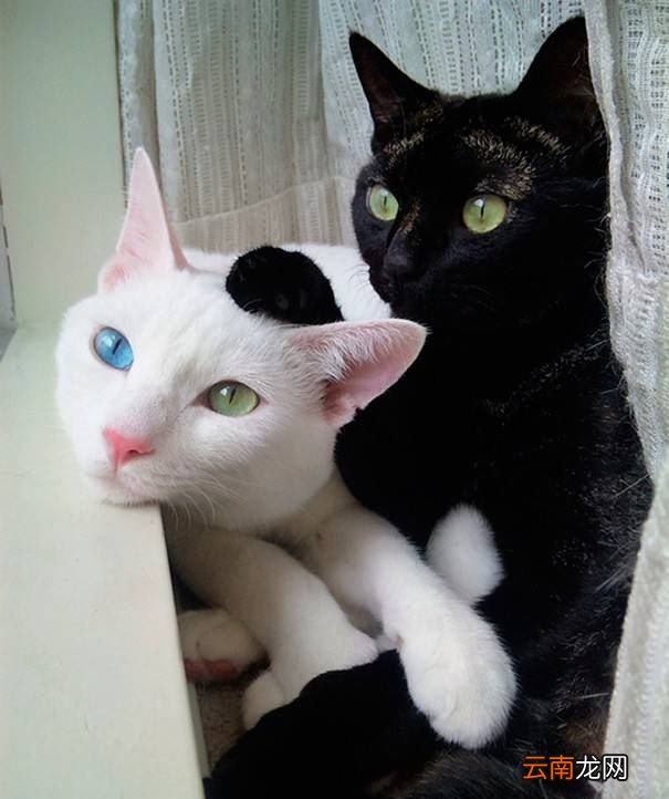 白猫和黑猫能不能生出灰猫？