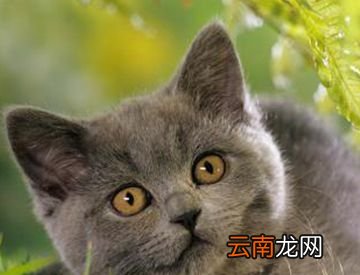 白猫和黑猫能不能生出灰猫？