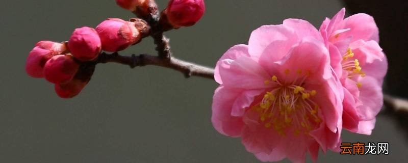 欣赏梅花怎么发朋友圈