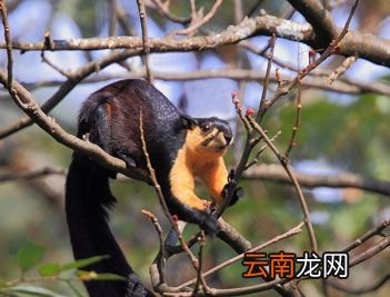 世界上最长的松鼠是什么？