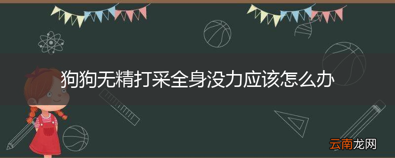 狗狗无精打采全身没力应该怎么办