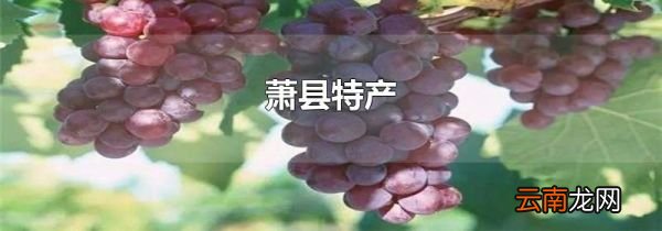 萧县特产