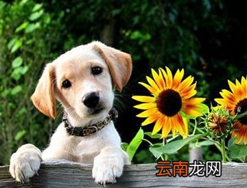 动物也分左撇子右撇子吗？