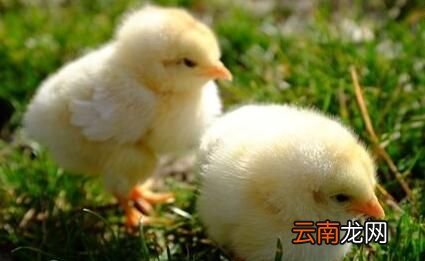动物也分左撇子右撇子吗？