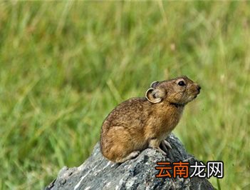 怀孕期最短的哺乳动物是什么？
