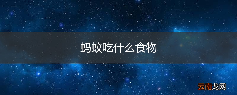 蚂蚁吃什么食物