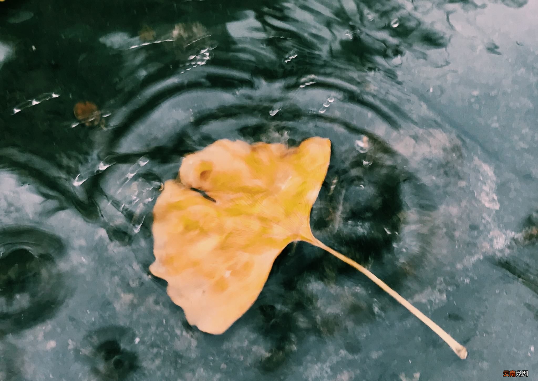为什么在水面放一片树叶可使水不易洒出？