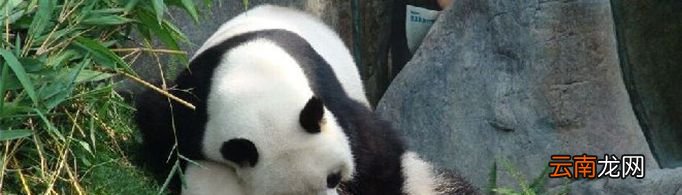 大熊猫交配的时候要看毛片，是真的吗？