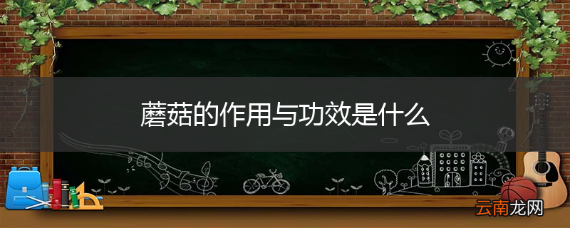 蘑菇的作用与功效是什么