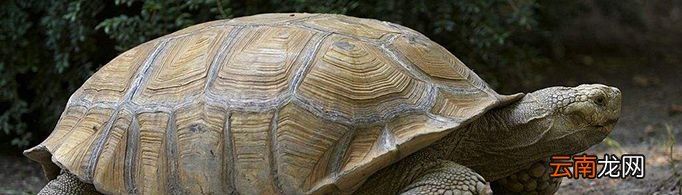 乌龟真的能活一万年吗?