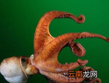 世界上最大的章鱼是什么？