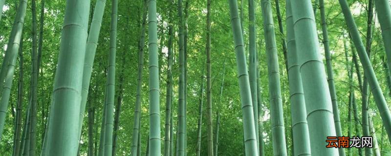 锅台上能长竹子吗