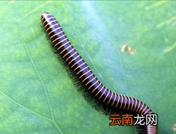世界上脚最多的动物是什么?