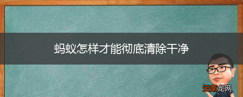 蚂蚁怎样才能彻底清除干净