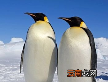 世界上最耐寒的鸟是什么？