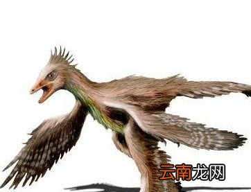 世界上翅膀最多的鸟是什么？
