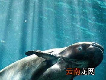 世界上最大的淡水鱼是什么？