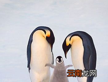 世界上最大的企鹅是什么?