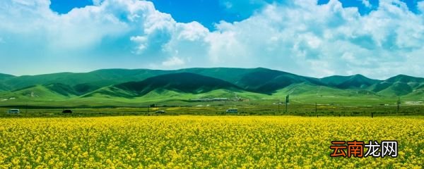 油菜花的传播方式是什么 油菜花的种子怎样传播的