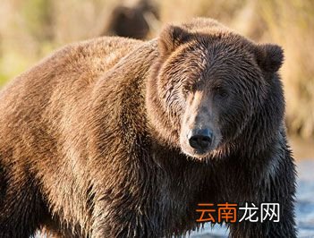 世界上最大的熊是什么？