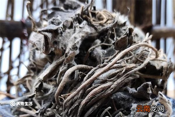 兔耳草的功效与作用 兔耳草的功效与作用有哪些