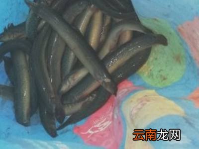 泥鳅怎么处理
