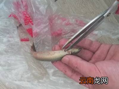泥鳅怎么处理
